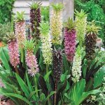 Breck's Pineapple Lily Blend Bulbs Bagged 3-Pack | 05005