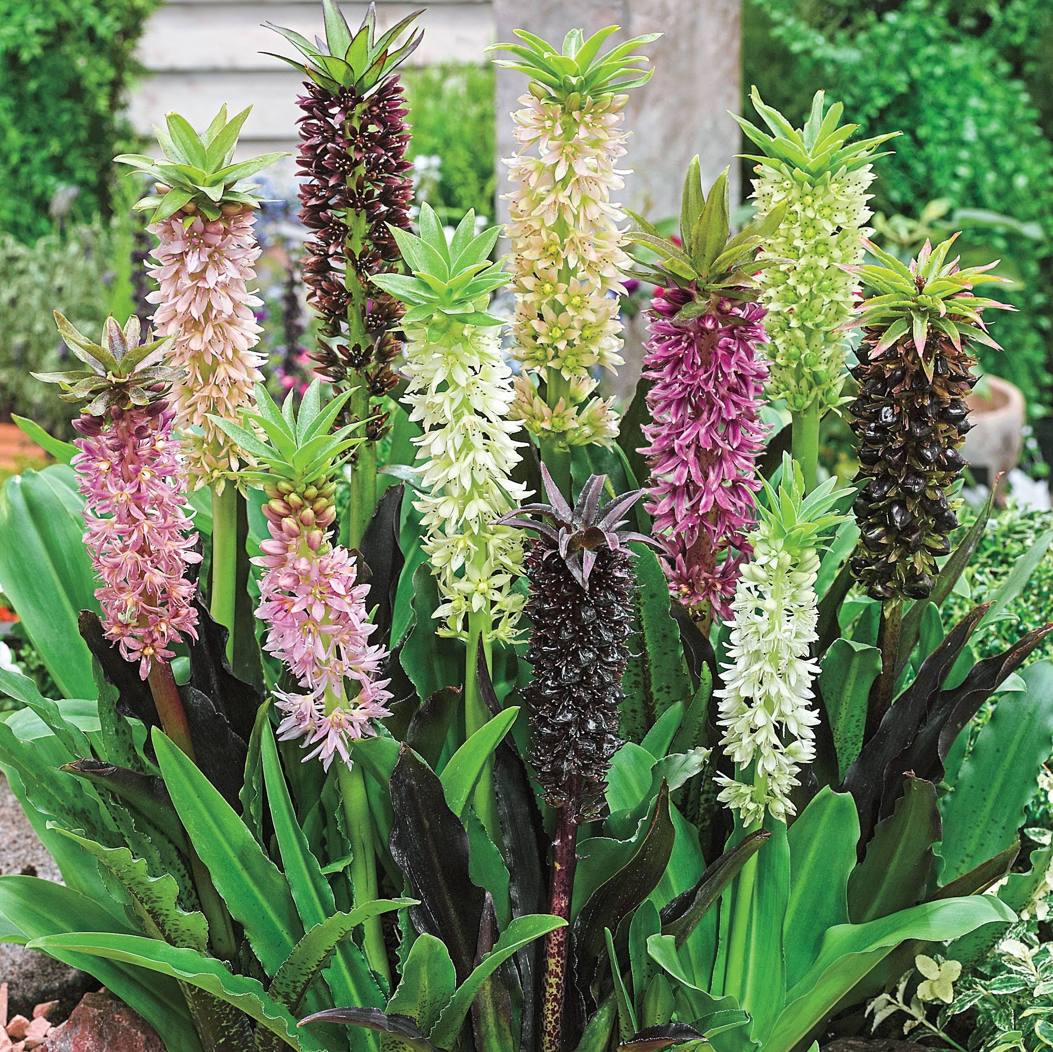 97d1d7865f38631e2e78b8c27458a961223227b936661fb87c8ec91e9134d921.jpg Breck's Pineapple Lily Blend Bulbs Bagged 3-Pack | 05005 - Image 1