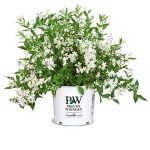 Yuki Snowflake Deutzia, White Flowering Plant in 3 Gallon Pot