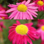 Painted Daisy - Pyrethrum - Robinson's Mix - 500 mg Packet ~200 Seeds - Tanacetum Coccineum - Flower Garden Seeds - Perennial
