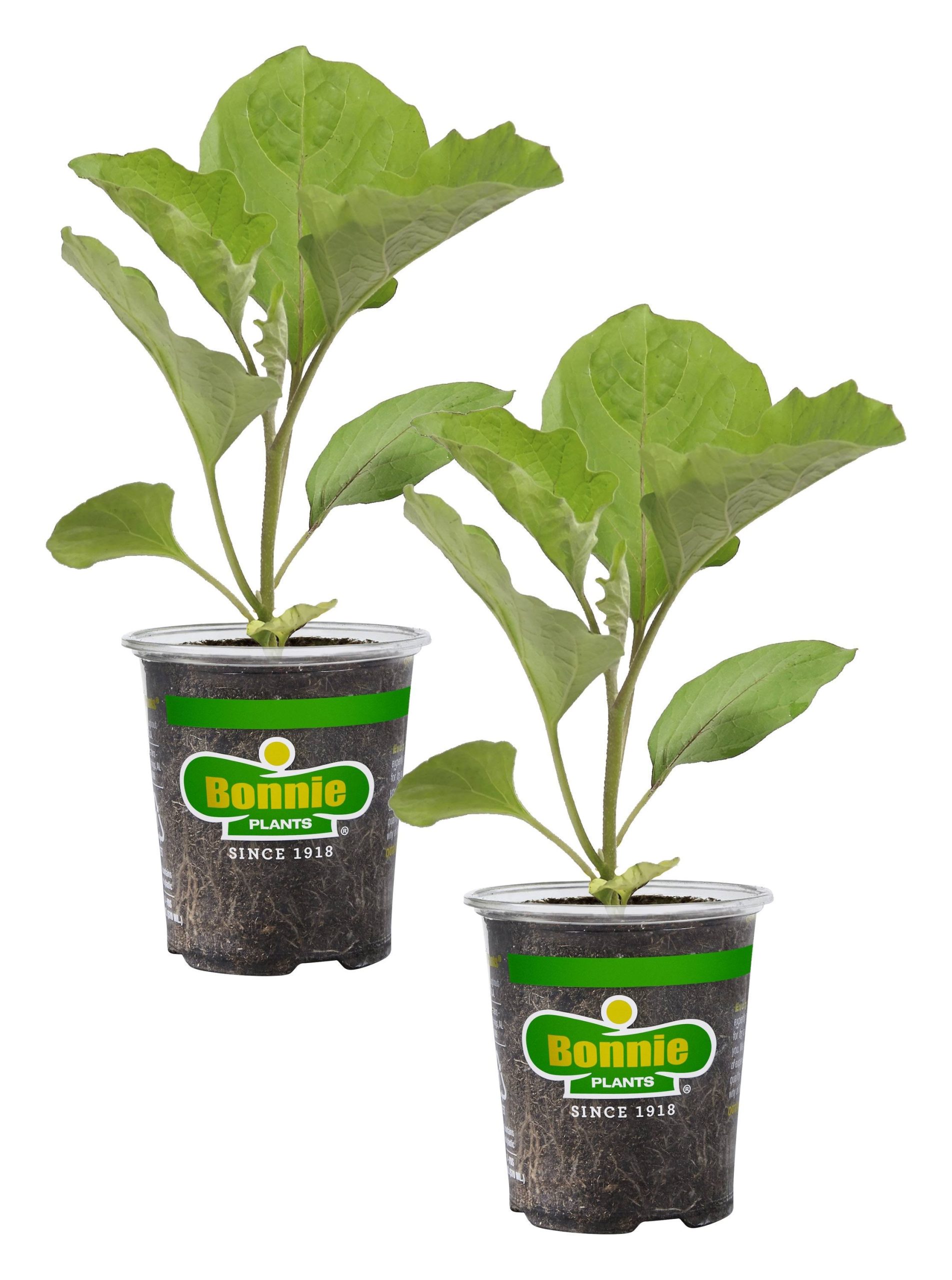 9855a07c17ef936eea0d91d6cbb4960544aef9ca092e41ff870cc46af0ee85d7.jpg Bonnie Plants 19.3 oz. Ichiban Eggplant Plant 2-Pack - Image 1