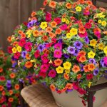 2500+ Petunia Seeds Grandiflora Flowers Mixed Rainbow Color for Bonsai Planting Home Garden House Plant Flower Seed Mix Color