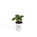 Proven Winners 4.5 in. Qt. Pinky Winky Hardy Hydrangea (Paniculata) Live Shrub, White and Pink Flowers