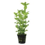 Potted Live Aquarium Plants | Freshwater Aquatic Plants for Aquariums (Potted Moneywort)
