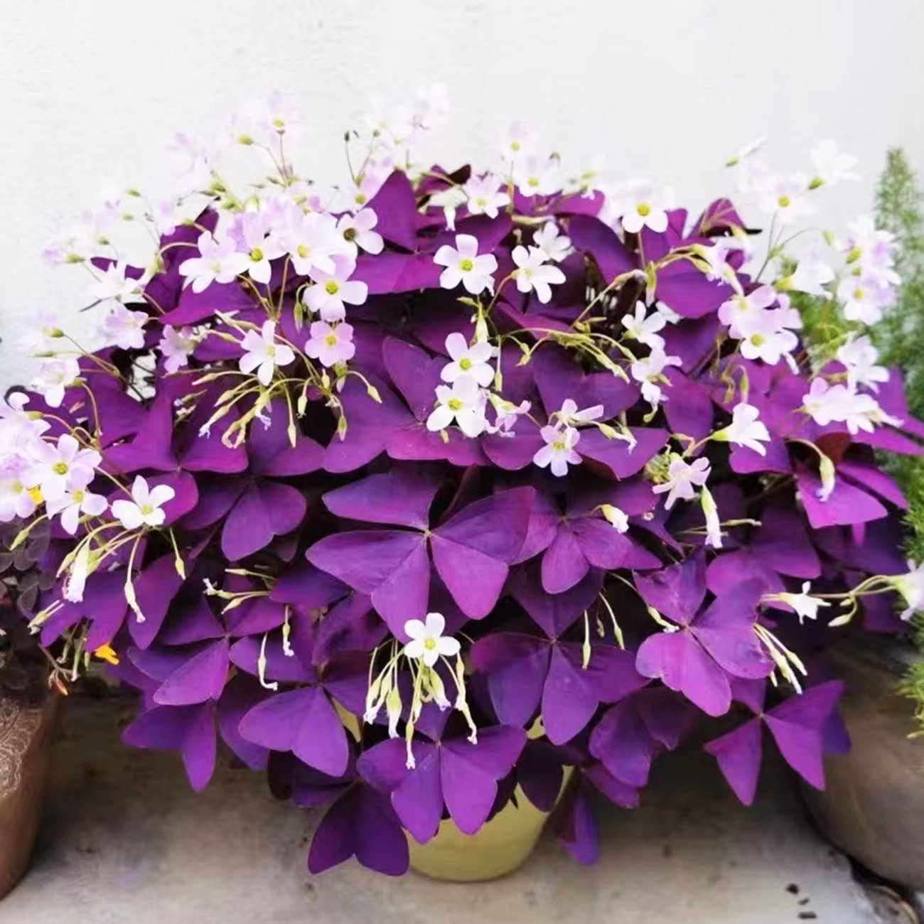 9b040018c628b0303e1e115e08ffe5ae6cf1330fa82753b4cfb1362c93ec2090.jpg 12+ Bulbs Purple Shamrocks Oxalis Triangularis Lucky Lovely Flowers Bulbs Grows for Planting Indoors or Outdoors - Image 1