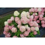 Proven Winners HDYPRC1206101 Quick Fire 'Fab' Hydrangea Live Plant, 1 gal, White and Pink Flowers