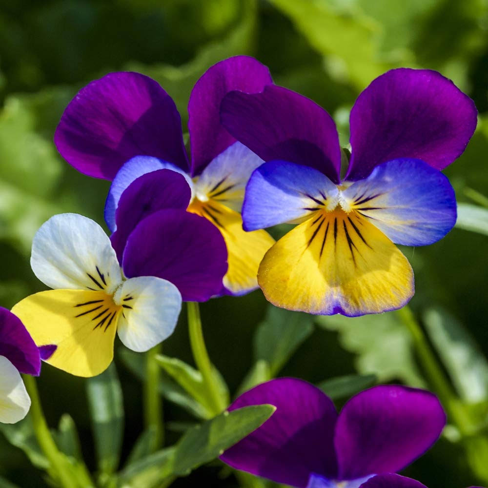 9b16f75ecd925de56703794199c0dc0f8a0d5928da1e9f408fee8fca4ac00486.jpg Outsidepride Viola Johnny Jump Up Plant Flower - 5000 Seeds - Image 1