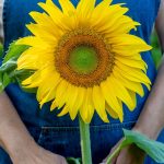 Burpee Mammoth Russian Sunflower Seeds 200 Seeds