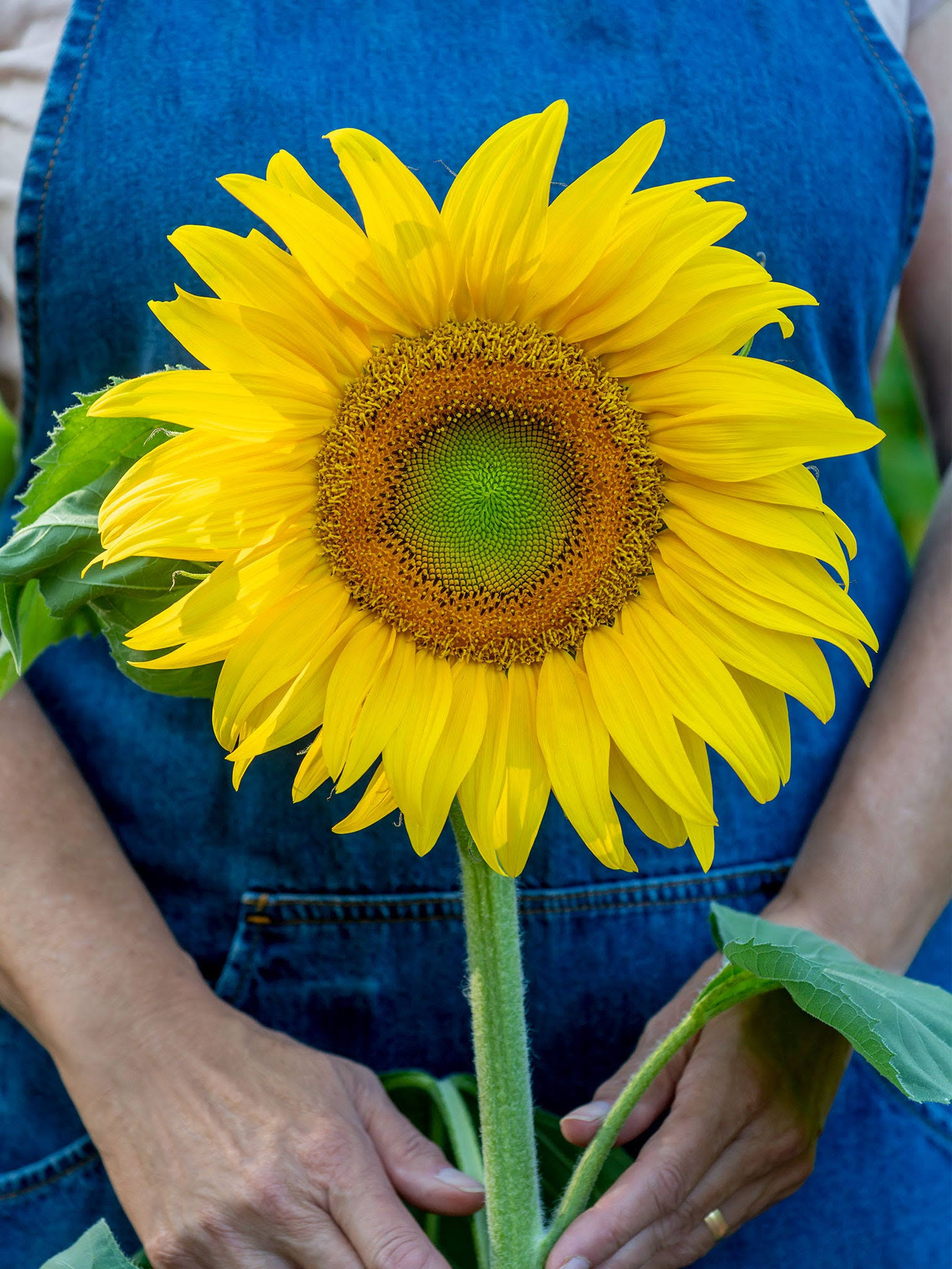 9c1c31d8a0eafd54dfd0655b81932f10ceba41452f3ea3da6e97e2b0697c25e4.jpg Burpee Mammoth Russian Sunflower Seeds 200 Seeds - Image 1