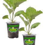 Bonnie Plants Black Beauty Eggplant 19.3 oz. 2-Pack