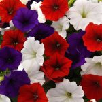 Easy Wave Spreading Petunia The Flag Flower Seed Mix - 30 Seeds, Red