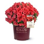 1 gal. Autumn Sunset Azalea Live Reblooming Shrub with Semi-Double Bright Red Flowers