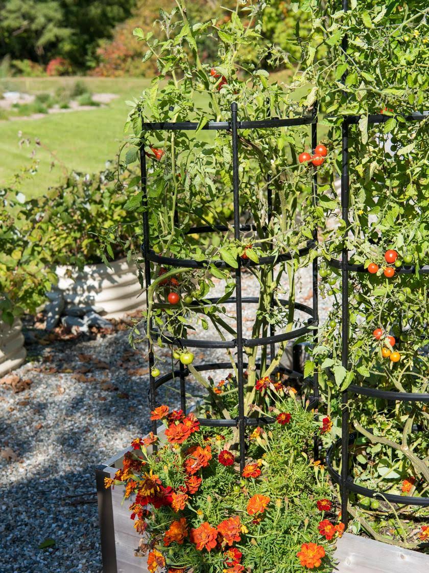 a0428d2c651adbc11c6428b5e7f5e2fa2215fa5616d1c9370988c55011d21911.jpg Gardener's Supply Company Titan Tomato Cages Set of 3 - Image 1
