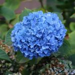 2.5 Qt. Nikko Blue Hydrangea Shrub with Blue Flowers