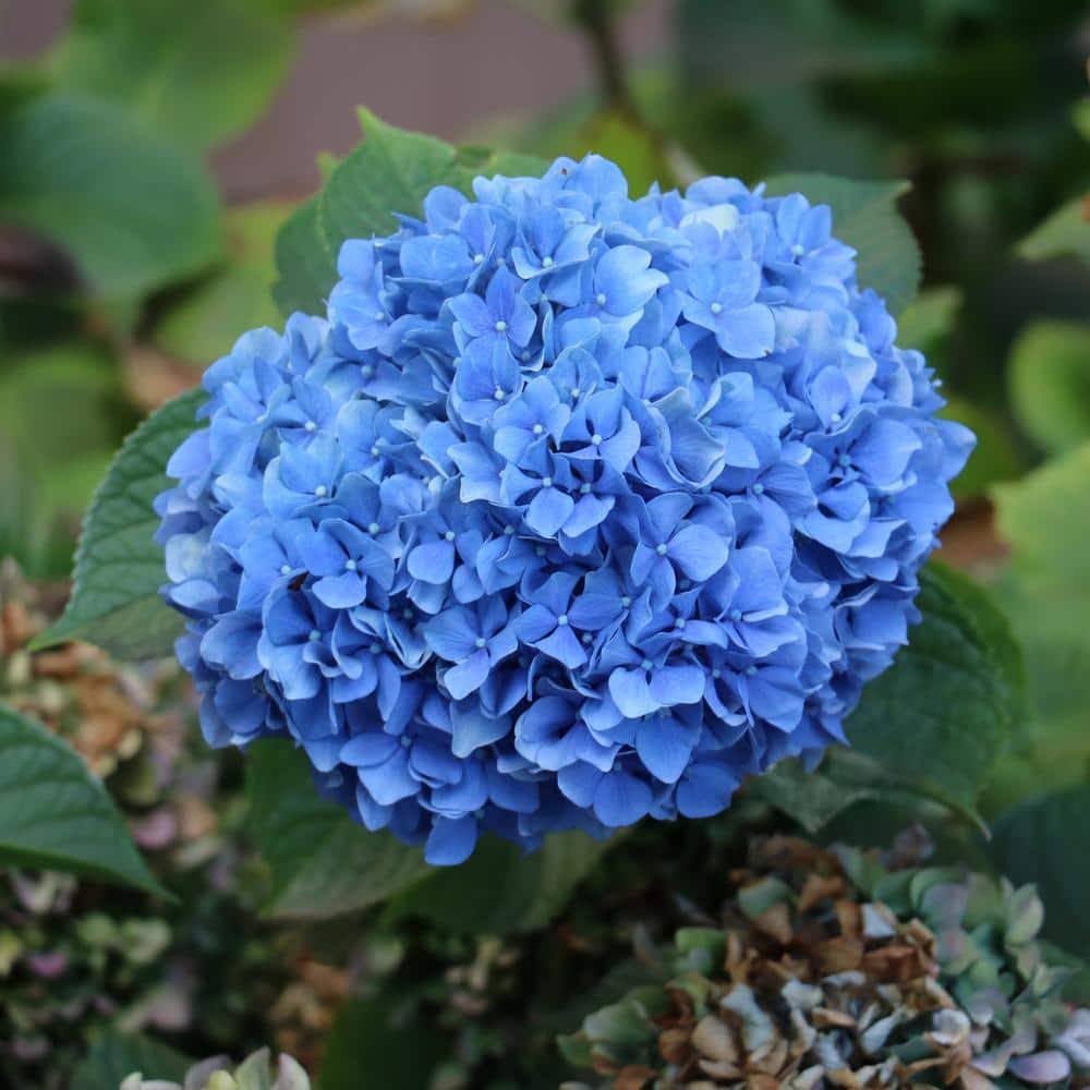 a0f612ca28d95b45c16eadbe316701c45adf4849ecb04030b16b3a89fdb6c8a7.jpg 2.5 Qt. Nikko Blue Hydrangea Shrub with Blue Flowers - Image 1