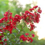1-2 ft. - Colorama Scarlet Crape Myrtle - Unbeatable Scarlet Blooms | Brighter Blooms