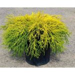 1 gal. Gold Mop Threadbranch Cypress Shrub with Colorful Golden Yellow