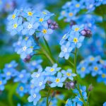 Forget Me Not Flowers Myosotis Sylvatica - Over 5,000 Premium Seeds