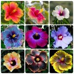 100 Perennial Mix Hibiscus Flower Seeds for Planting Giant Flower Tropical Potted Plants Seeds Non-GMO Heirloom
