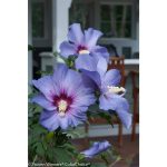 Azurri Blue Satin Rose of Sharon (Hibiscus) Live Shrub, Blue Flowers, 4.5 in. Quart