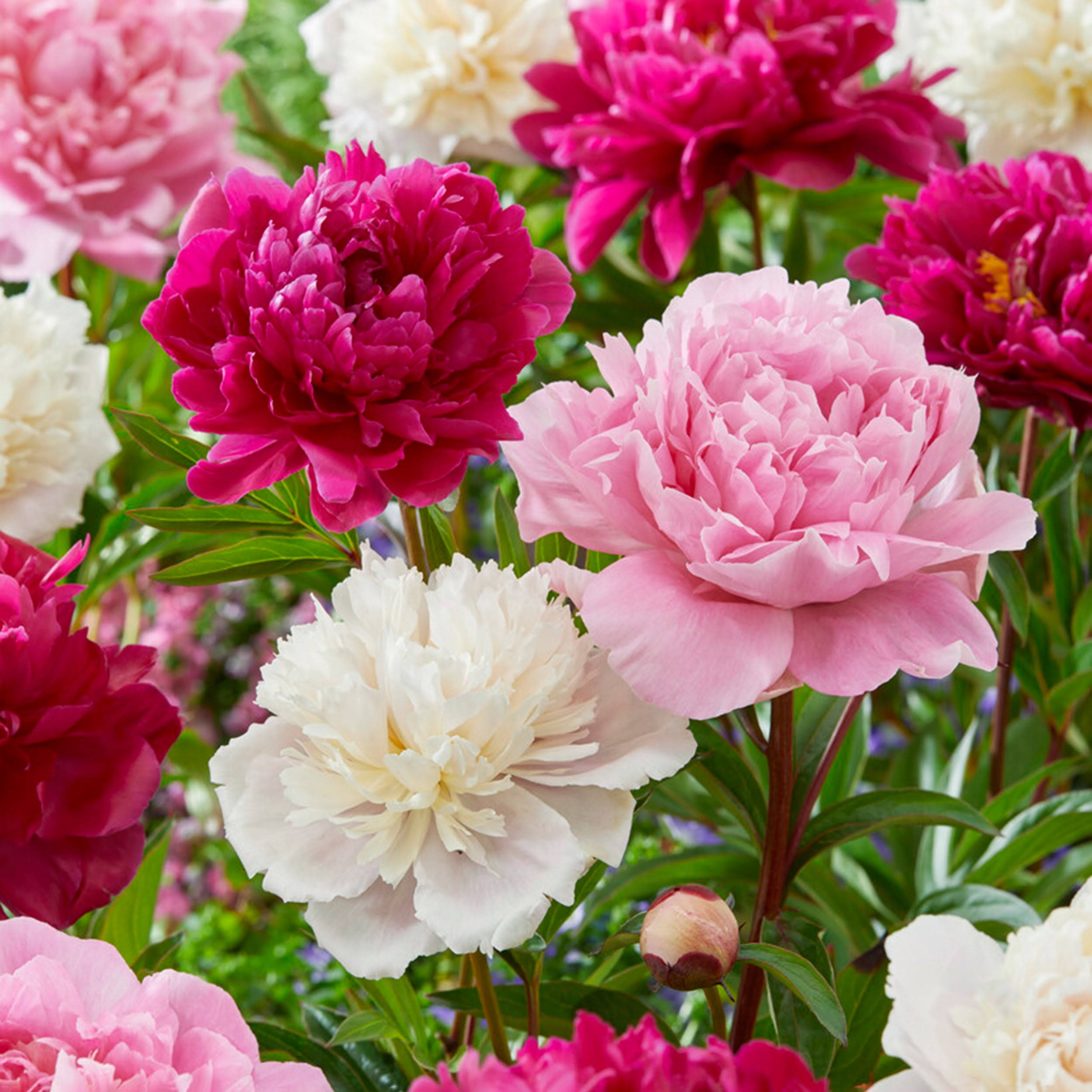 a32a9c74a3ee1fa5801336b9059d105e39976a393431f735eebc2bce99463c45.jpg Garden State Bulb Pink and White Mixed Peony Flower Bulbs, Bare Roots (Bag of 3) - Image 1