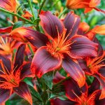 Forever Susan Asiatic Lily Bulbs, Orange Colored Flowers (3-Pack) Breck's