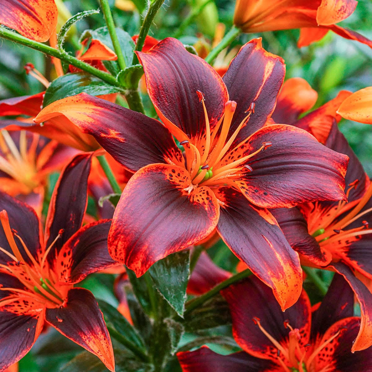 a48718709df8064967444740ec80c11fad33cd1317a8bf59575bc9718c39f3e5.jpg Forever Susan Asiatic Lily Bulbs, Orange Colored Flowers (3-Pack) Breck's - Image 1