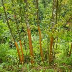 2-3 ft. - Cinnamon Tree - Spice Up Your Home or Garden with This Aromatic Tree Outdoor Plant