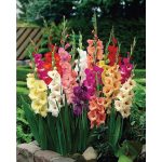 Van Zyverden Gladiolus Large Flowering Rainbow Mixed Bulbs - Set of 25
