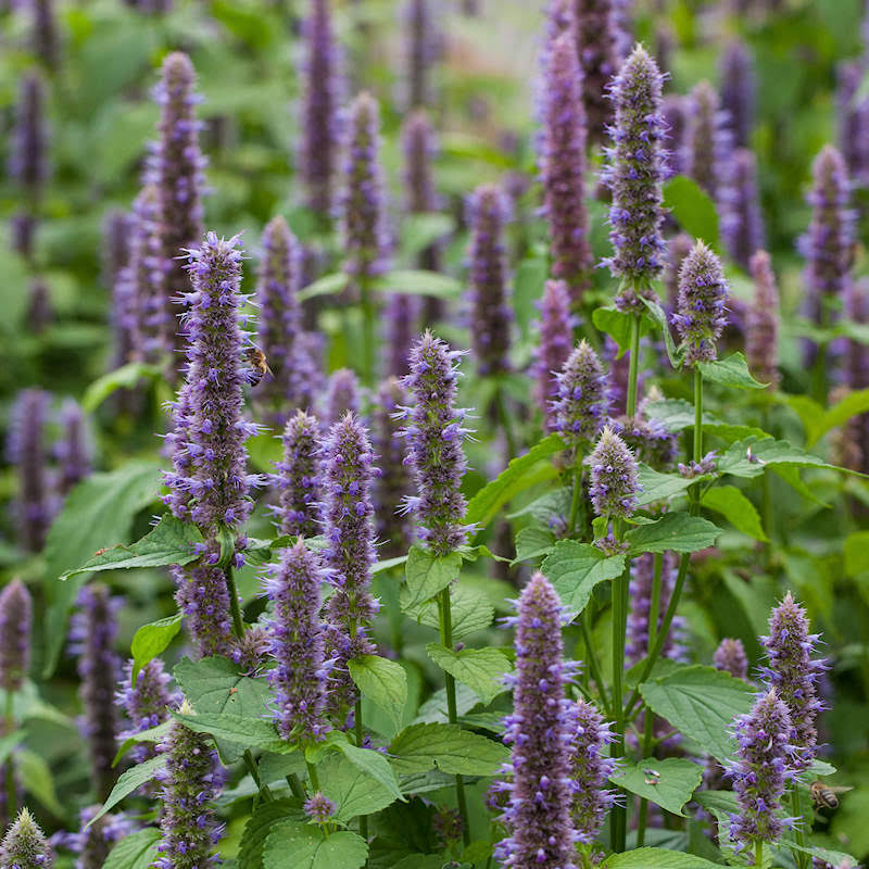 a6d6540e50409171d8fb7c2d398dbd6cf07fd43c793ae594d5e7332a597bc078.jpg Everwilde Farms - 2000 Anise Hyssop Native Wildflower Seeds - Gold Vault Jumbo Seed Packet - Image 1