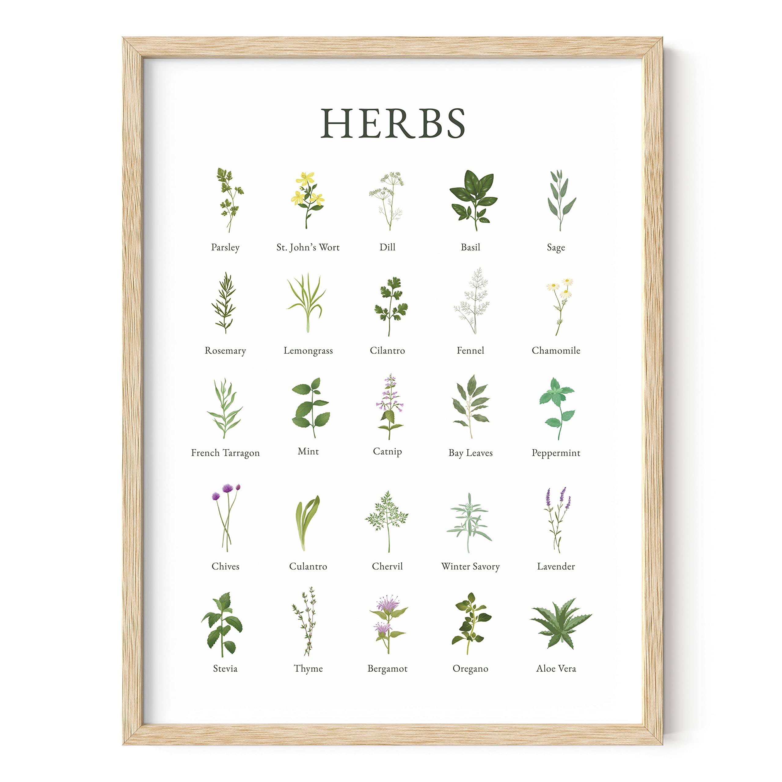 a7095c03ff80de616b35c922039883c729faa3f08120a99f18c35ef63b9a1d30.jpg Haus and Hues Herb Pictures for Kitchen Wall Art - Kitchen Herbs Wall Art and Botanical Prints Herbs Art, Kitchen Wall Art Herbs and Kitchen Art, Cott - Image 1
