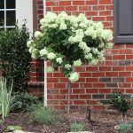 2-3 ft. - Little Lime Hydrangea Tree - Dwarf Version of The Popular Limelight Hydrangea, Outdoor Plant | Brighter Blooms