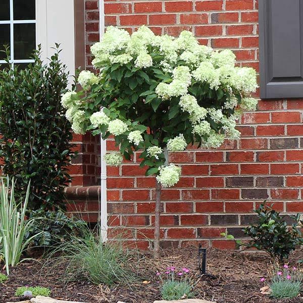 a70fb854f23c55e1e166f596a6f87e49b2f15ca39cc67b06c3685385e132361f.jpg 2-3 ft. - Little Lime Hydrangea Tree - Dwarf Version of The Popular Limelight Hydrangea, Outdoor Plant | Brighter Blooms - Image 1