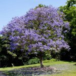 1-2 ft. - Jacaranda Tree - Breathtaking Flower Clusters on a Fast-Growing Tropical Tree