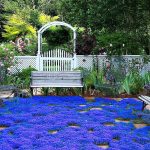 20000+ Magic Blue Creeping Thyme Seeds for Planting Ground Cover Plants Heirloom Flowers Perennial Thyme Non-GMO Thymus Serpyllum Seed