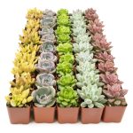 Live Succulents Plants Live Bulk Plant Tray (50 Pack), Bulk Succulents Live Indoor Plants Live Houseplants, Live Plants in Cactus and Succulent Soil