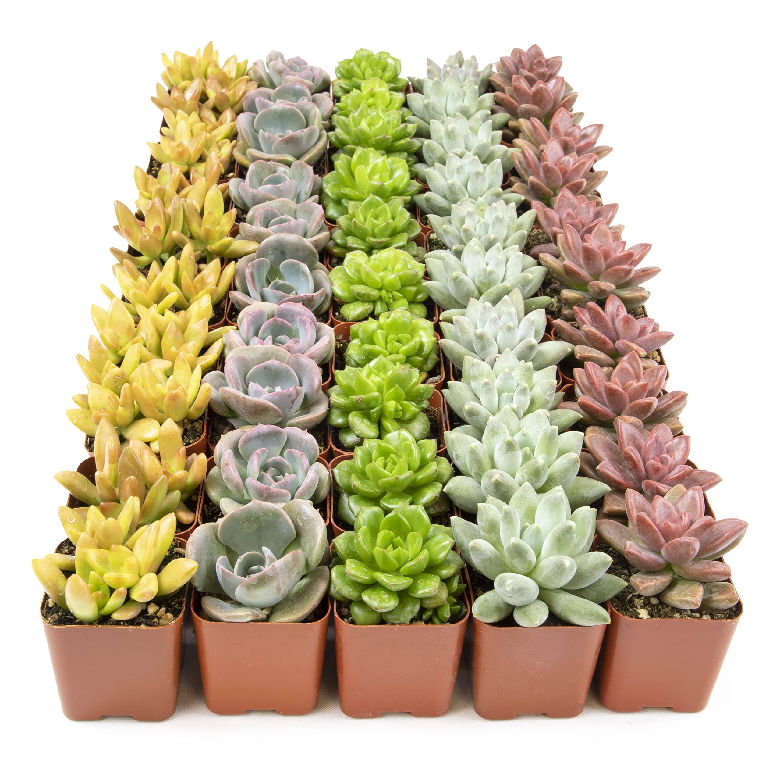 a7d7ad4be1d470b2b57f91b02ab4f327e97fd07e564c1267f0913138f32c1bd2.jpg Live Succulents Plants Live Bulk Plant Tray (50 Pack), Bulk Succulents Live Indoor Plants Live Houseplants, Live Plants in Cactus and Succulent Soil - Image 1