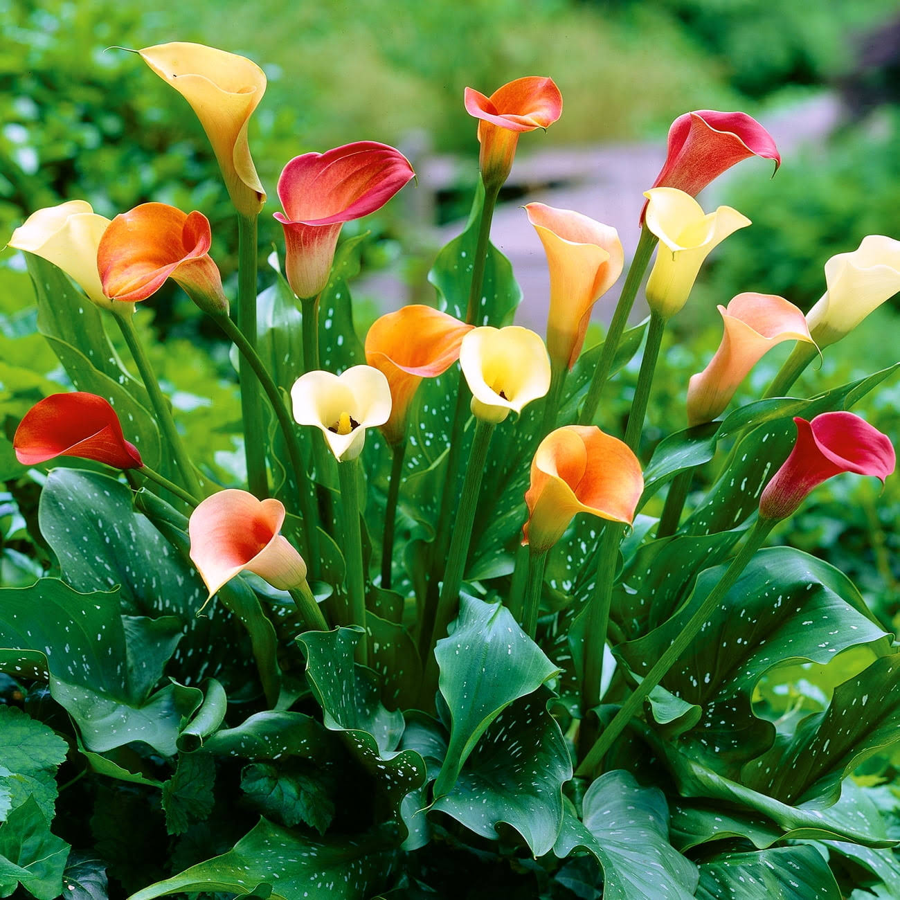 a7fff508246cebafb9d5c564d8bcf03f88c09a0da83fbe056342ff268ceb3bd8.jpg Van Zyverden Calla Lily Mix Dormant Flower Bulb Partial Sun; 3-6hrs Multi-Color, 736410 - Image 1