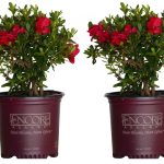 Encore Azalea Red Autumn Bonfire Azalea Flowering Shrub in 1-Gallon Pot 2-Pack | 80371-2