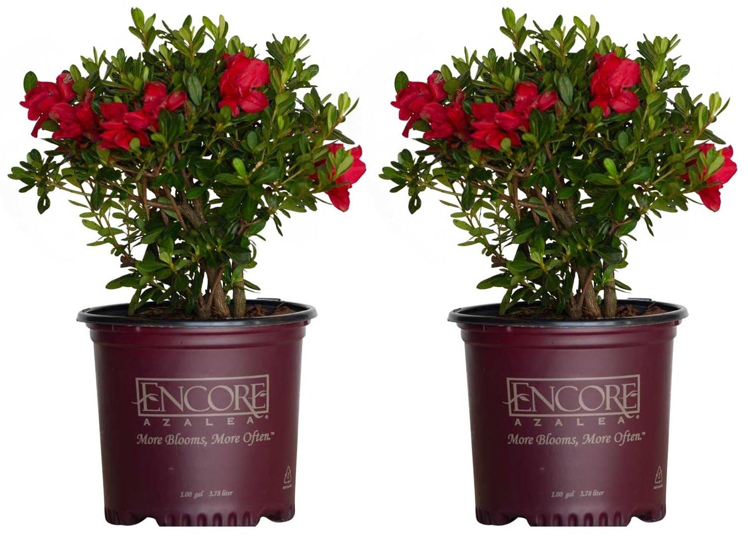 a91c53d6156f501f56b2496129c935e12a3351ebed080c58d7589b06d70f6b4e.jpg Encore Azalea Red Autumn Bonfire Azalea Flowering Shrub in 1-Gallon Pot 2-Pack | 80371-2 - Image 1