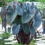 Spring Hill Nurseries Black Magic Elephant Ears Bulb | 64083