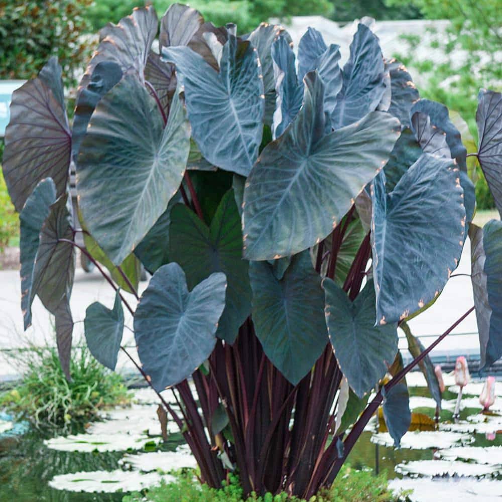 aa188613f60d9d3d011827654467585e39230c4fd594922ea569f534dfb65719.jpg Spring Hill Nurseries Black Magic Elephant Ears Bulb | 64083 - Image 1