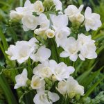 Van Zyverden Freesias Double Blooming White Set of 25 Bulbs