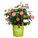2 Gallon Orange Glow Knock Out Rose with Orange Flowers