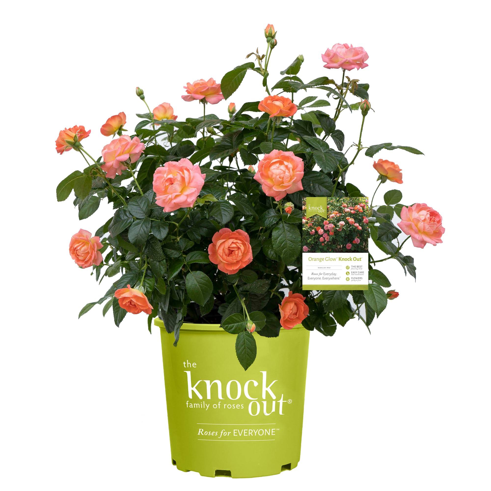 ab24f9bb22fc382860d0974d0bea82b44e7a816ee8fbf11d71c388310a4cf3c5.jpg 2 Gallon Orange Glow Knock Out Rose with Orange Flowers - Image 1