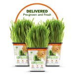 Pet Grass Fresh Cat Grass Delivery Whisker Greens Comes Grown and Fresh to Your Door!