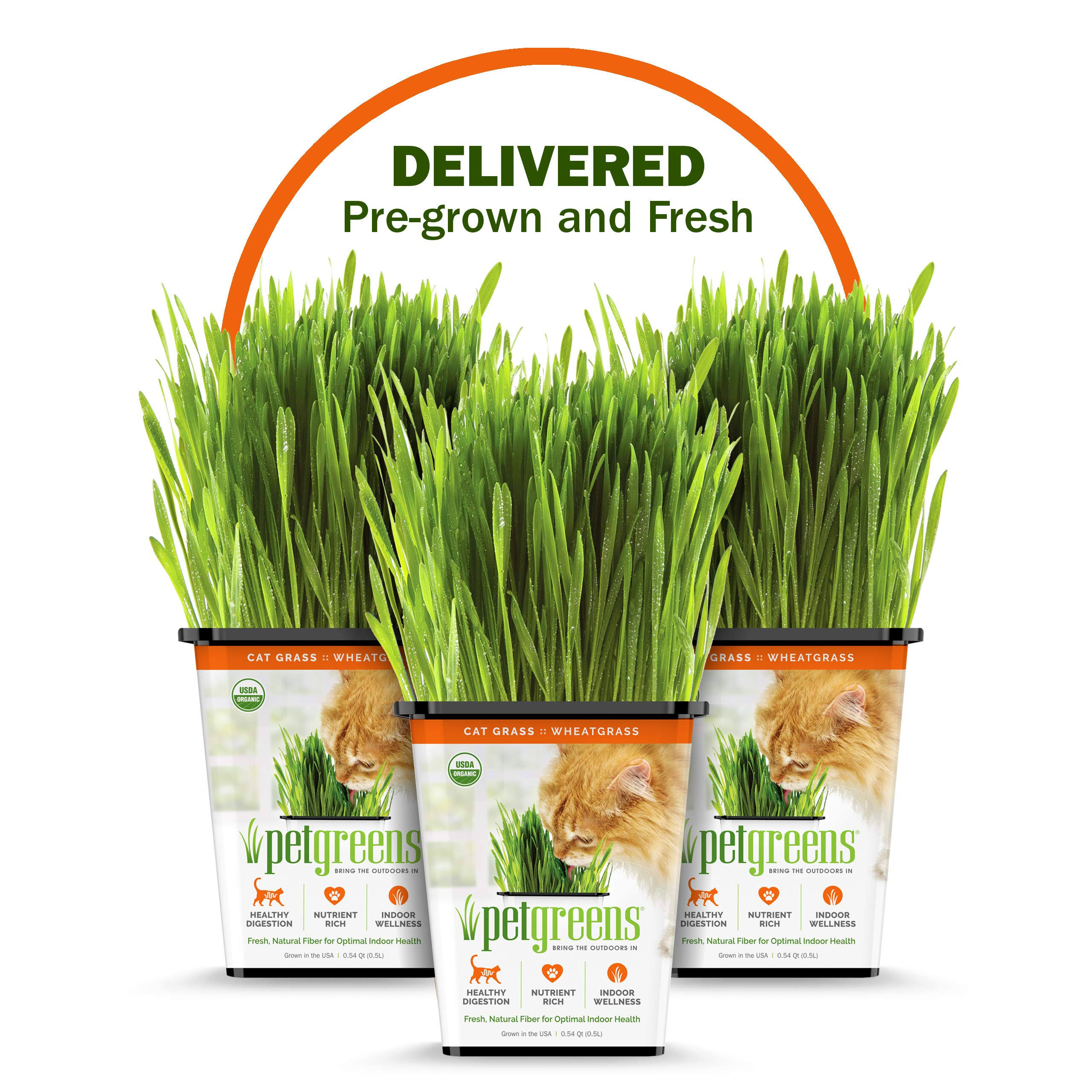 ab73ac62bd16a0cebd90c0e025c552719ccd510ec625366a674fe1f9fc0b4178.jpg Pet Grass Fresh Cat Grass Delivery Whisker Greens Comes Grown and Fresh to Your Door! - Image 1