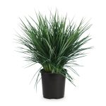Lowe's Green Feather Falls Foundation/Hedge Shrub in 2.5-Quart Pot | Nursery