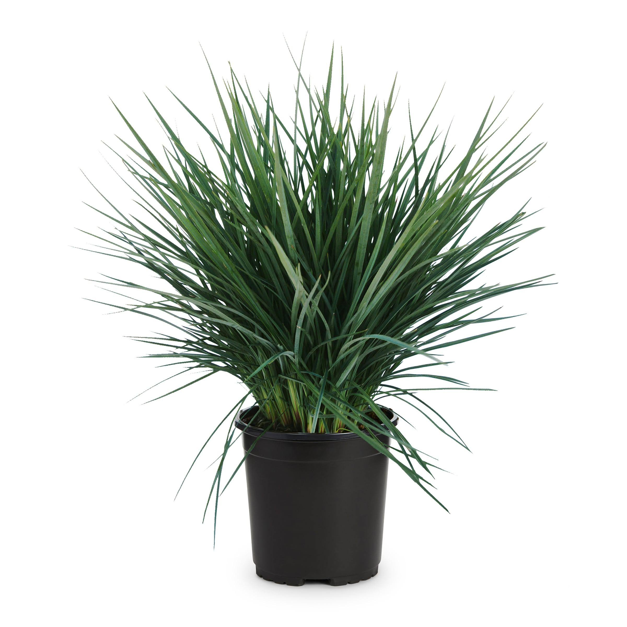 abe31d123e26d126bf3100f26ed3ce62aea03562e3fb639e329be81290188050.jpg Lowe's Green Feather Falls Foundation/Hedge Shrub in 2.5-Quart Pot | Nursery - Image 1