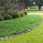 Juniper Blue Pacific - 10 Live Plants - 2 inch Pot Size - Evergreen Ground Cover